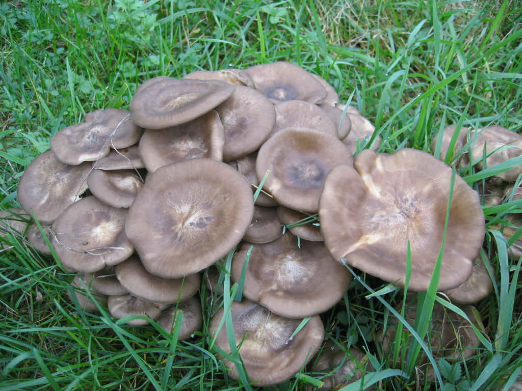 2005 :  Un anno di funghi